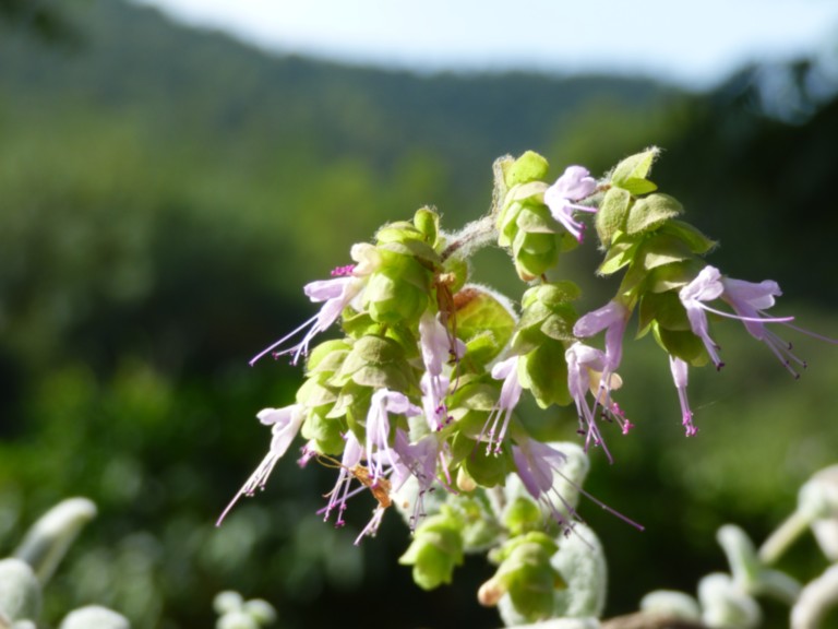 Dictame de Créte, plante méditerranéenne