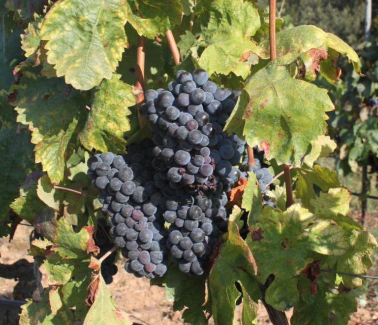 Raisin Bien Mur Avant La Récolte