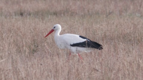 film entre mer et bocage
