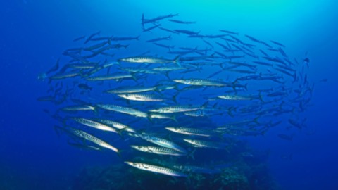 Barracudas en méditérranée